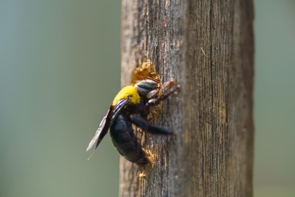 Carpenter bee at the entrance of a gallery bored into weathered wood
