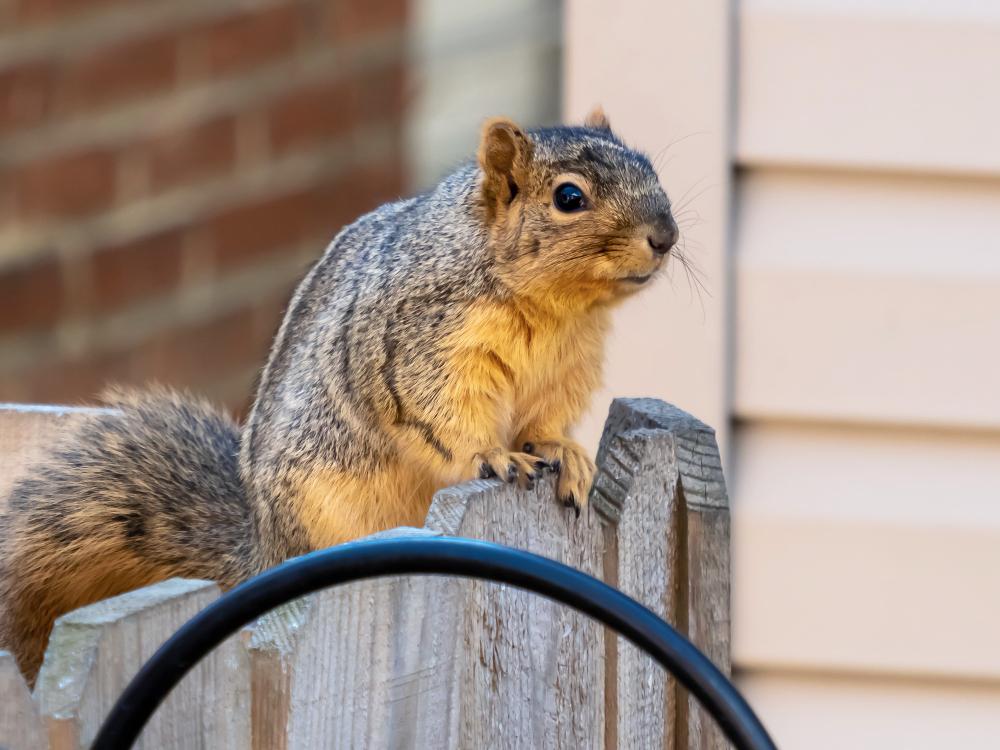 Squirrel on the roofline of a mountain home