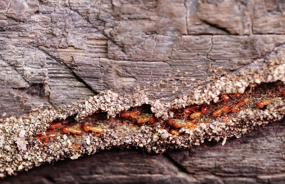 Termite mud tubes running along a foundation wall