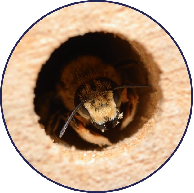 Carpenter bee emerging from a round hole bored in wood