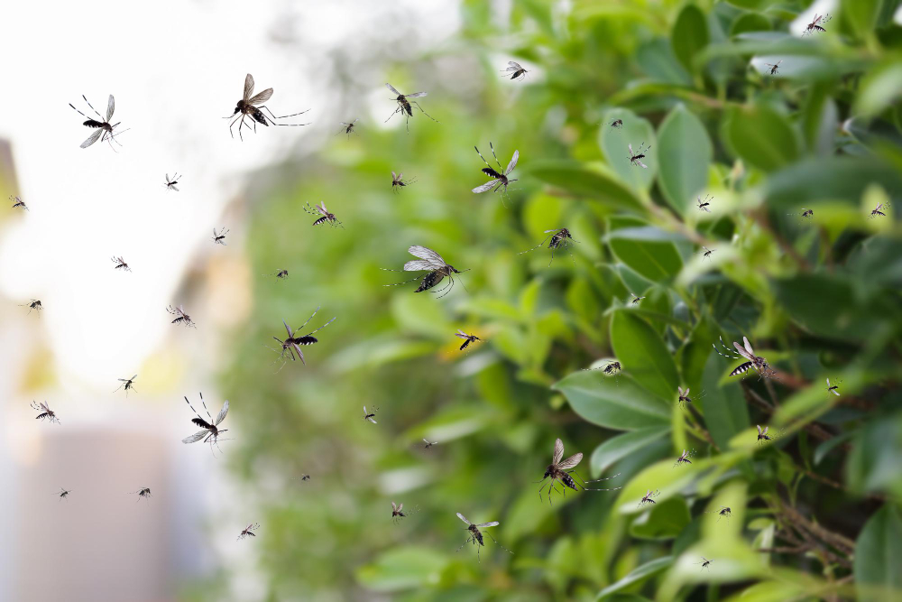 Mosquitoes swarming around a green shrub