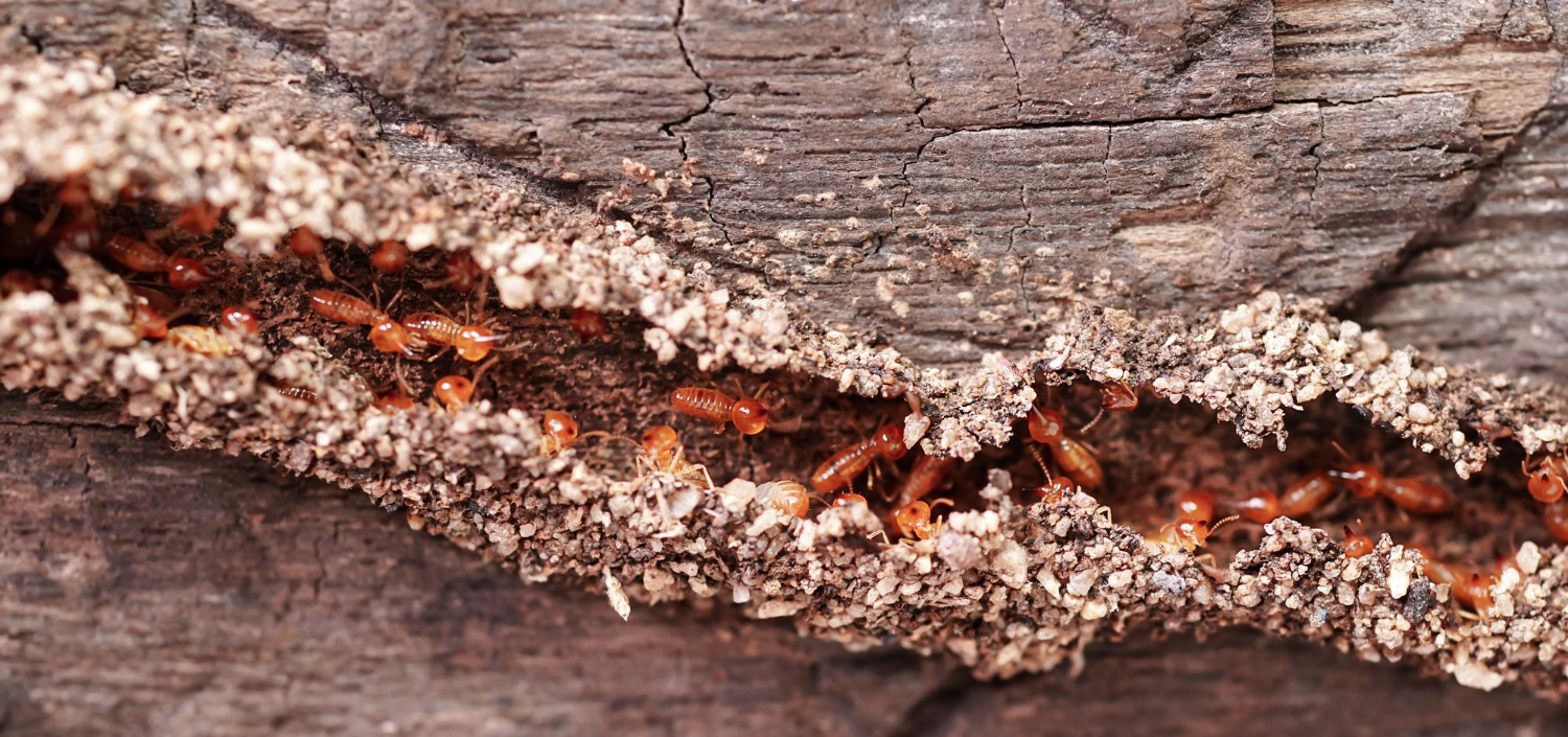 Termites inside damaged wood